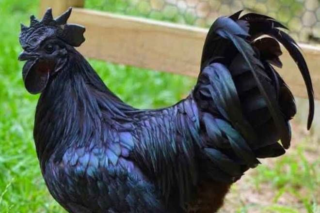 Kadaknath Chicken